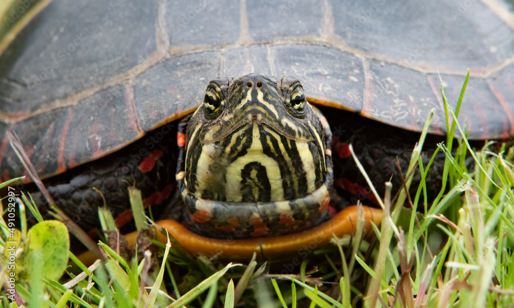 Obraz premium Eastern painted turtle, Ocean View Farm Reserve, Dartmouth, Massachusetts