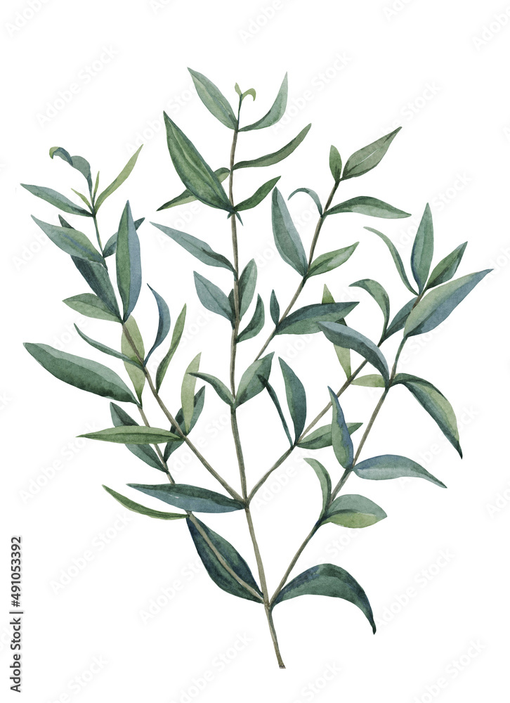 Watercolor drawing of a branch of eucalyptus on a white background. Watercolor drawing of a branch of eucalyptus on a white background.