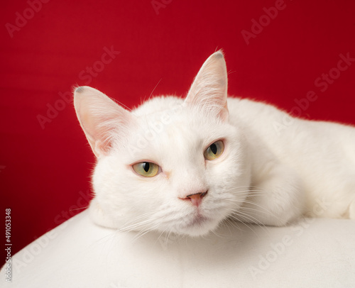 カワイイ白猫 赤背景 