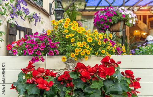 Fototapeta Naklejka Na Ścianę i Meble -  colourful petunia flowers hanging in garden
