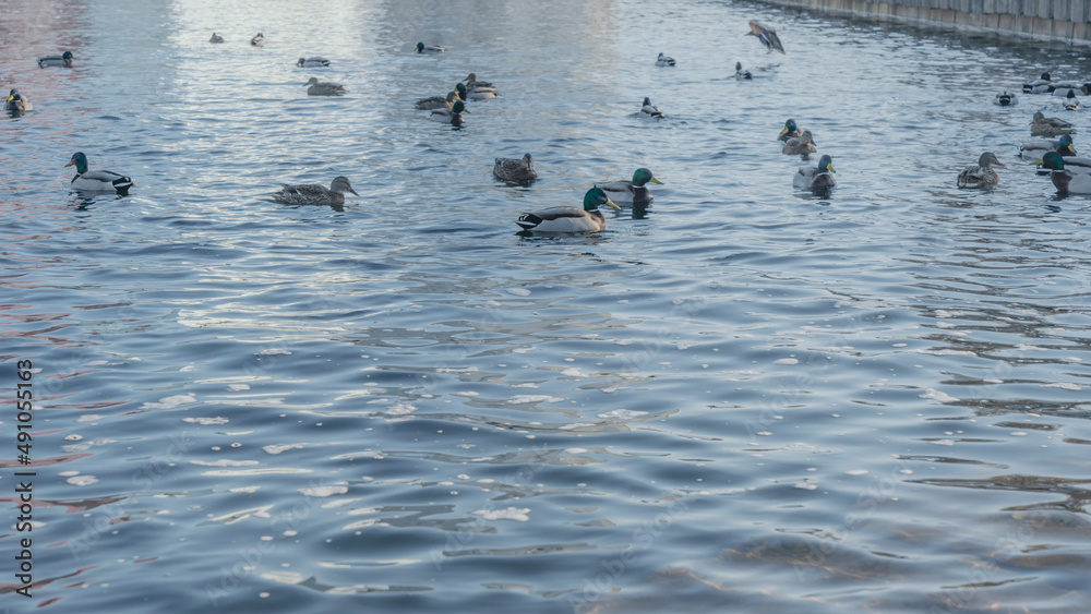 Waterfowl ducks and drakes on a winter river near open water in the city. A flock of ducks in the cold water. Waterfowl ducks and drakes on a winter river near open water in the city. A flock of ducks in the cold water.