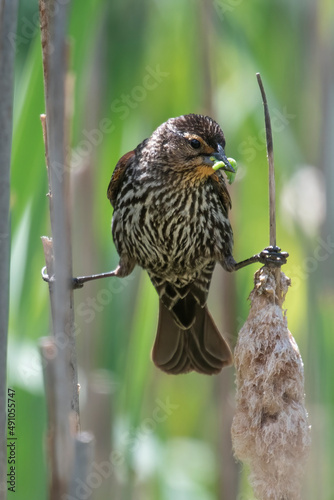 Female red winged blackbird doing a split while eating breakfast, Acushnet River Reserve, Massachusetts