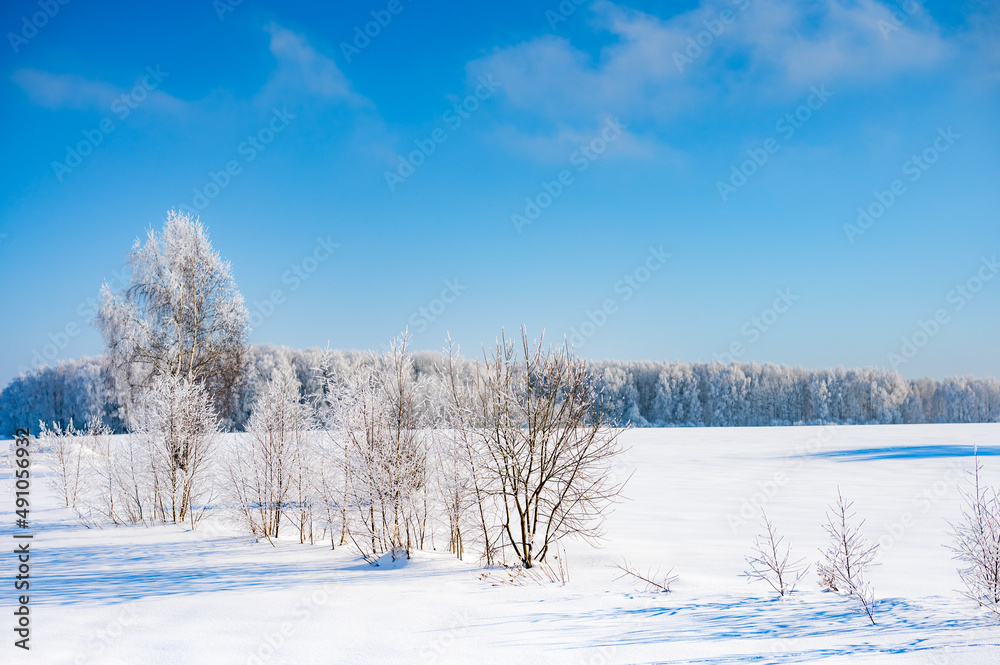 trees after freezing rain