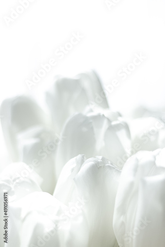 Close up of white tulips with copy space; tulip bouquet; easter decoration; spring flowers; floral background; beautiful light white blooming tulips