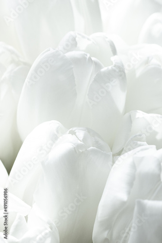 Close up of white tulips with copy space; tulip bouquet; easter decoration; spring flowers; floral background; beautiful light white blooming tulips