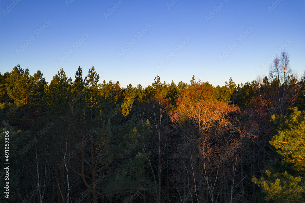 Fototapeta premium Drone photo of forests and groves in golden time