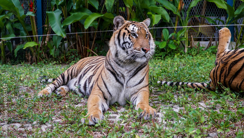 Fototapeta Naklejka Na Ścianę i Meble -  Tiger Kingdom Phuket Island, Thailand