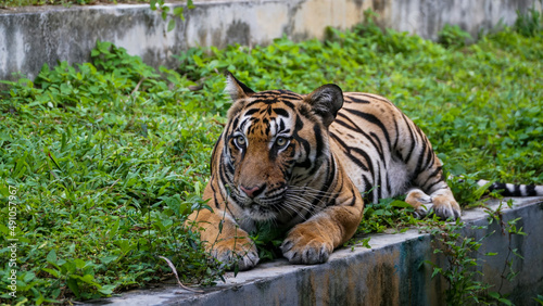 Tiger Kingdom Phuket Island  Thailand