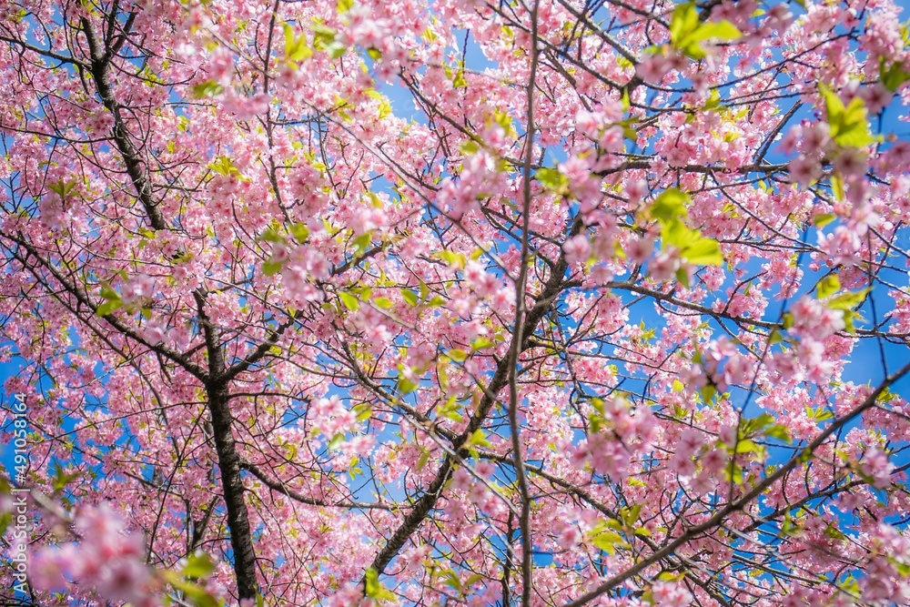 Fototapeta premium 桜