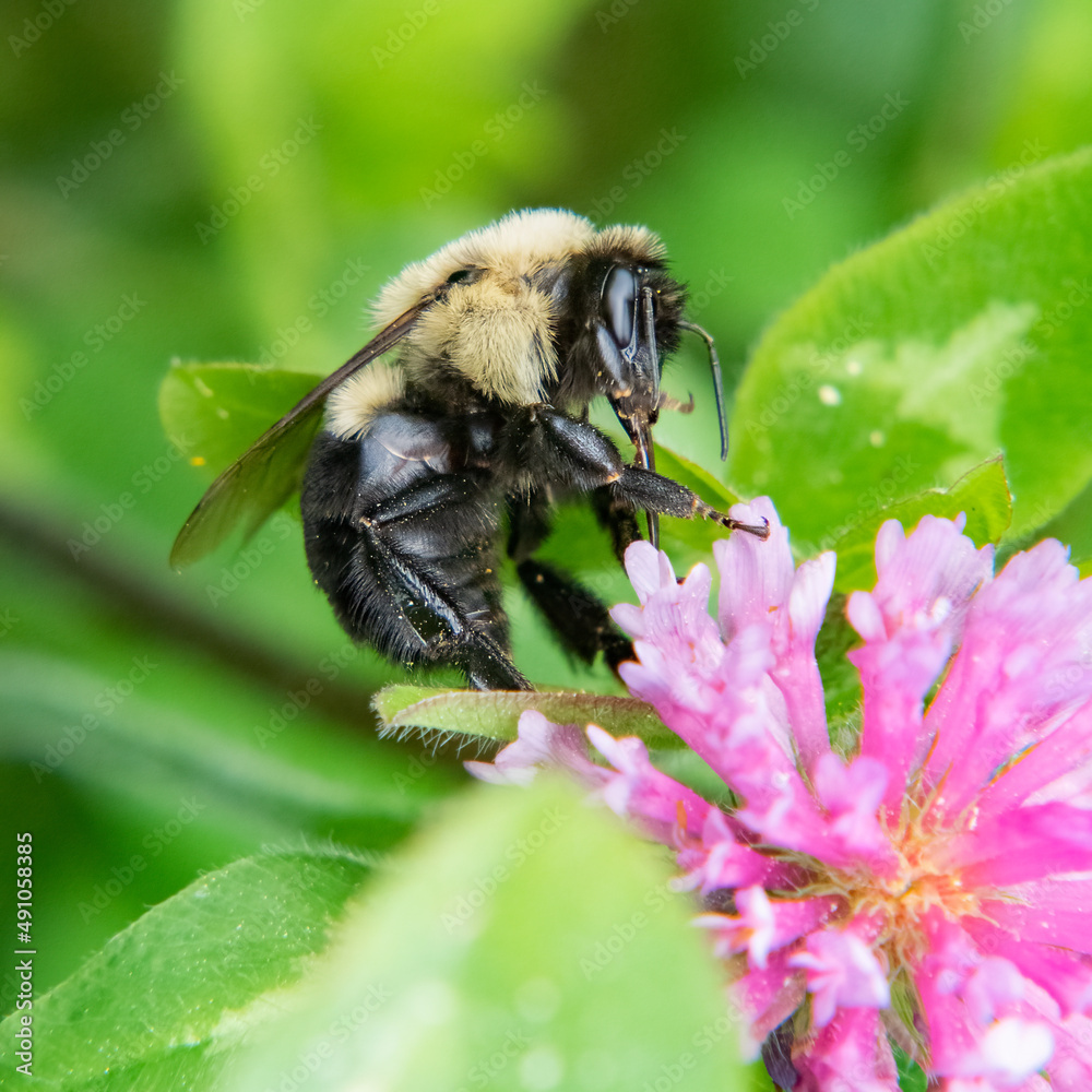 Bumble bee and flower, Ocean View Farm Reserve, Dartmouth, Massachusetts