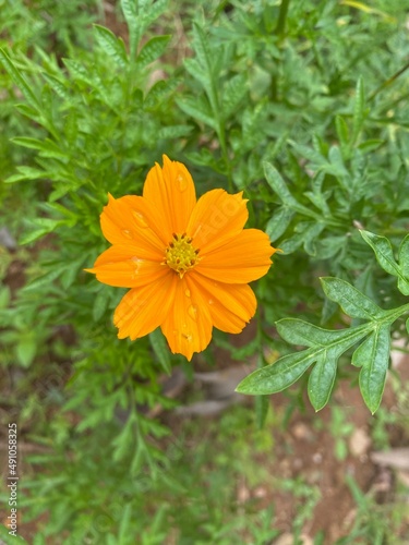 Close up shooting of Blooming yellow Cosmos Caudatus flower planting in the garden shooting during summer time
