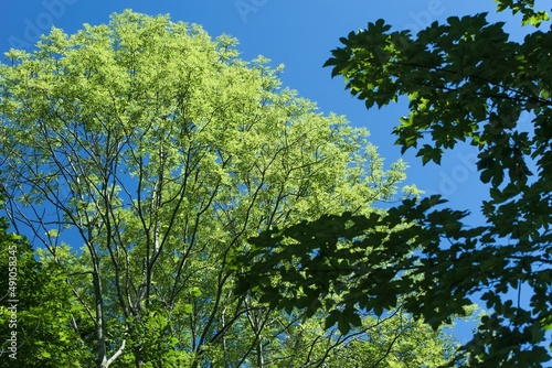 Crowns of deciduous trees in contrast to blue sky. Beautiful sunny summer weather.