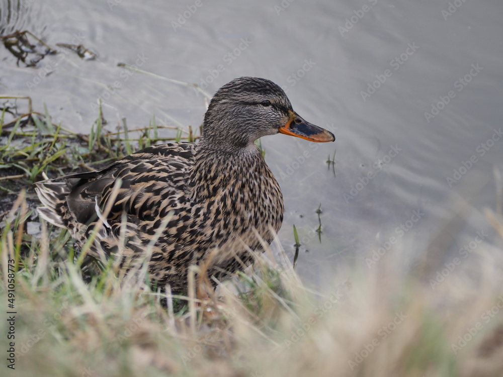 Fototapeta premium duck on the water