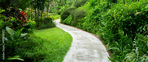 Footpath in garden with beautiful tree