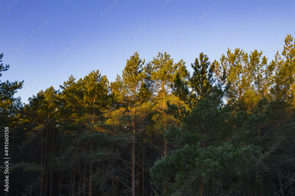 Drone photo of forests and groves in golden time Drone photo of forests and groves in golden time