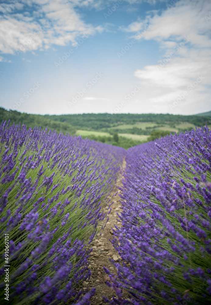 Obraz premium Champs de lavande - Provence - France