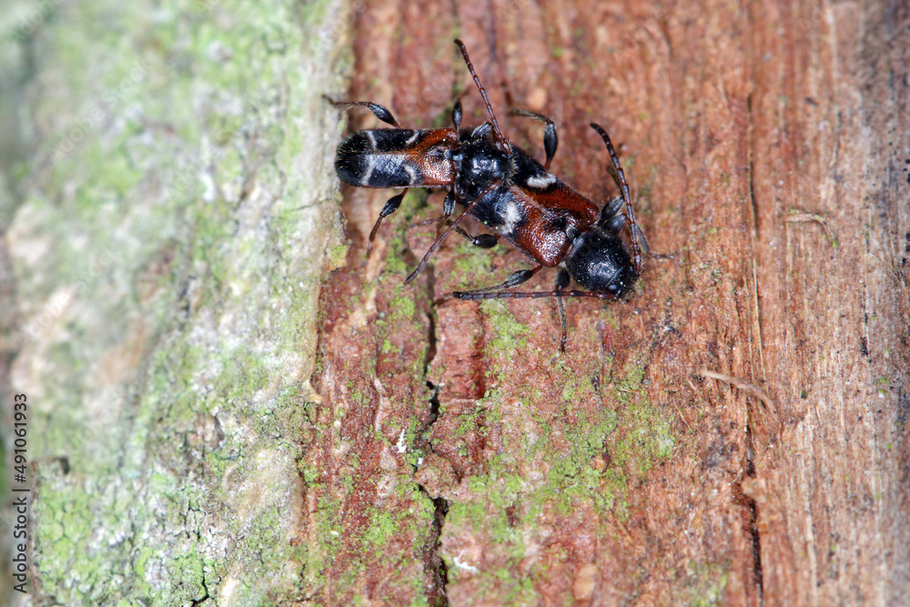 Poecilium (Phymatodes) alni, longhorn beetle, on bark Poecilium (Phymatodes) alni, longhorn beetle, on bark