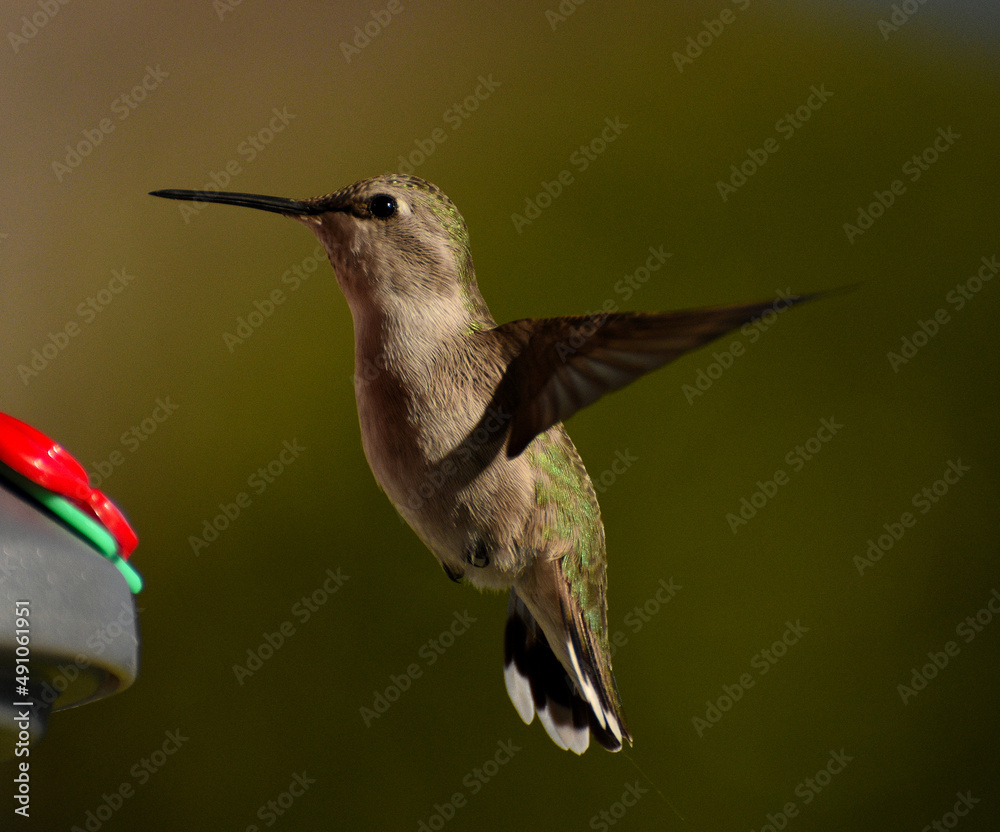 Fototapeta premium Animals