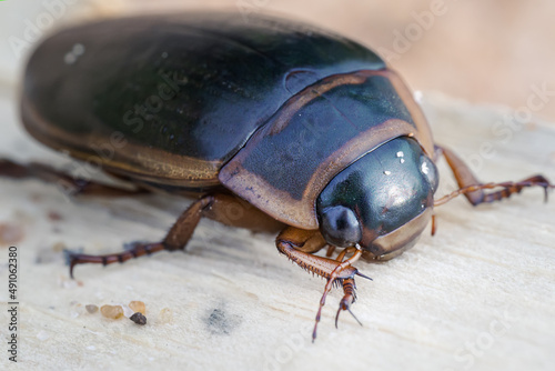 Diving beetle (Dytiscidae Copelatinae) water bug, close-up © bermuda cat