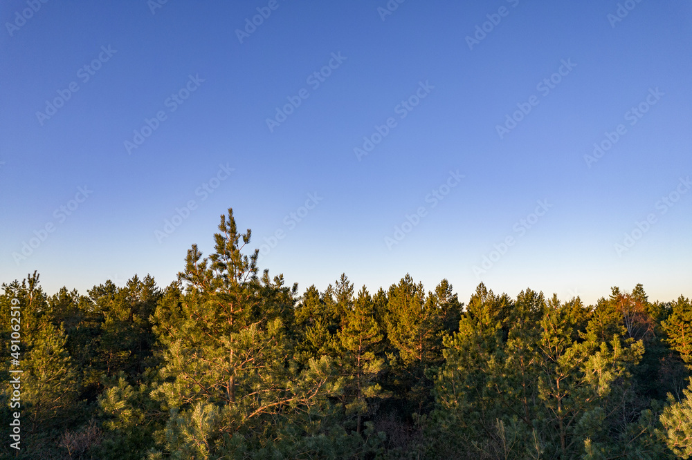 Drone photo of forests and groves in golden time Drone photo of forests and groves in golden time