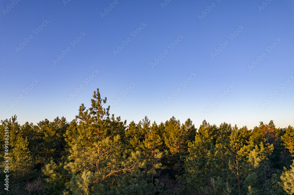 Drone photo of forests and groves in golden time