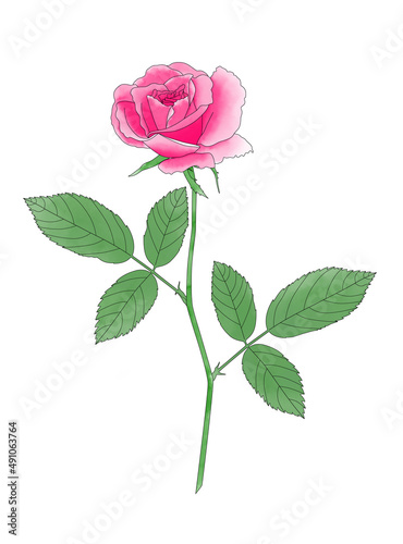 Watercolor painting of pink rose with leaves and stalk