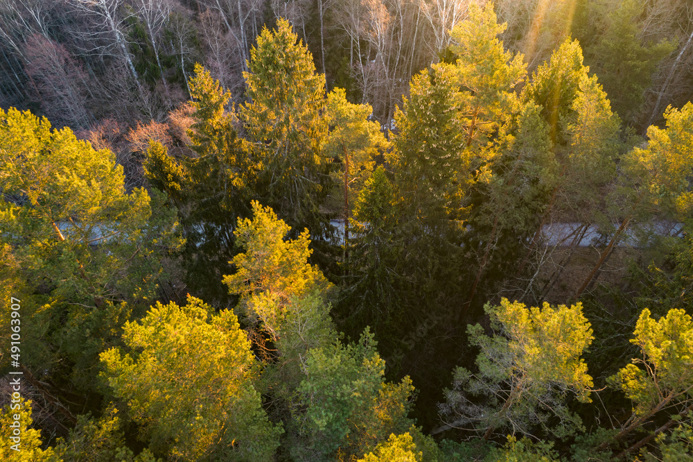 Drone photo of forests and groves in golden time Drone photo of forests and groves in golden time