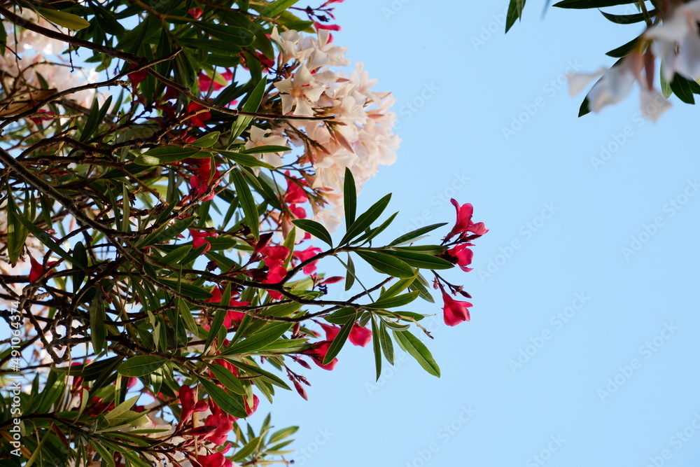 Pink and cream oleander flowers against a cloudless blue sky. Pink and cream oleander flowers against a cloudless blue sky.