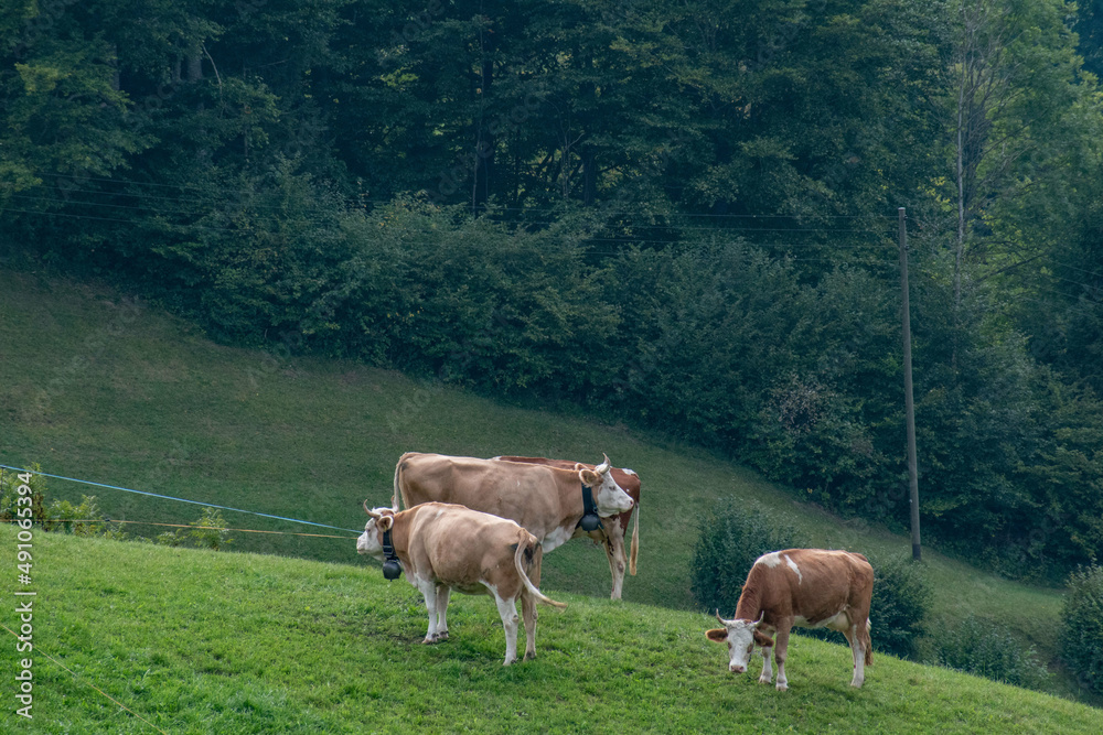 Beautiful swiss cows. Alpine meadows. farm