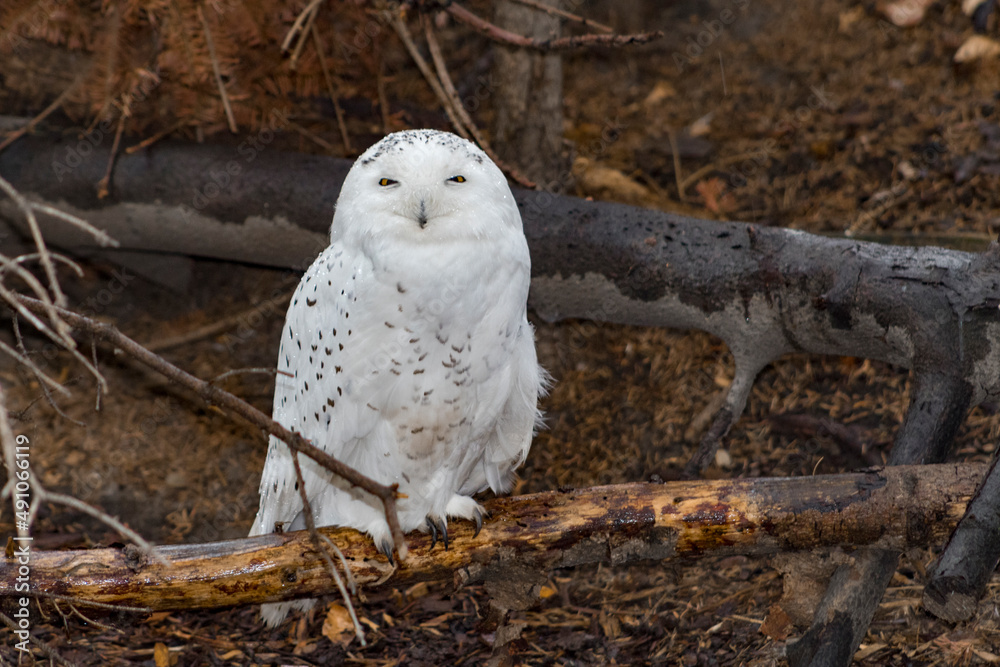 Fototapeta premium snowy owl in the rain sitting on low branch looking straight ahead at the camera