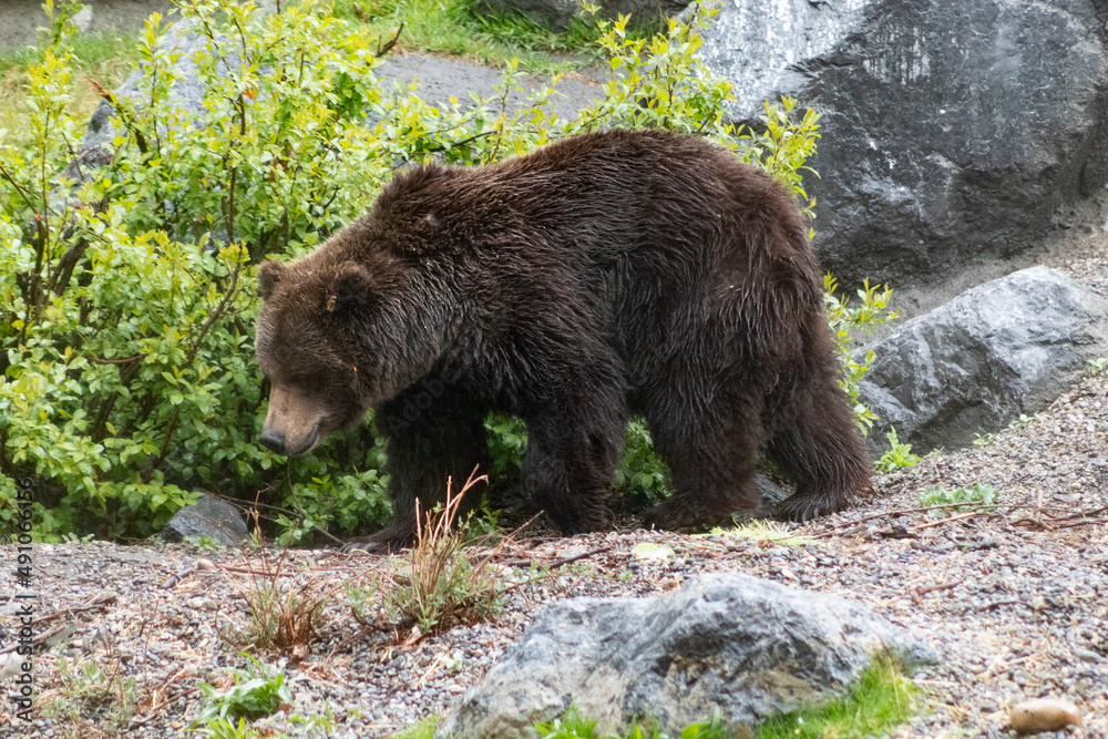 grizzly bear standing in front of lush green bush grizzly bear standing in front of lush green bush