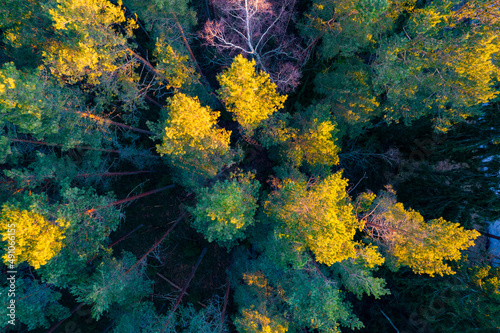 Drone photo of forests and groves in golden time