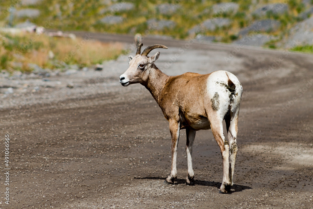 Obraz premium young female bighorn sheep standing on dirt backroad