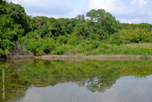 Reflection of fresh greenery and pond