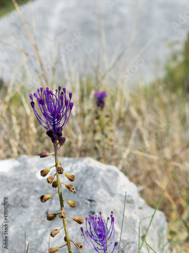 Spring flower Muscari comosum, Leopoldia comosa known as tassel hyacinth growing in the rocky grounds, in Dalmatia, Croatia