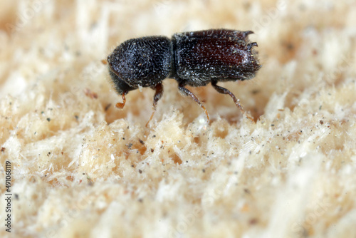 Bidentated bark beetle (Pityogenes bidentatus) is a species of bark beetle native to Europe.