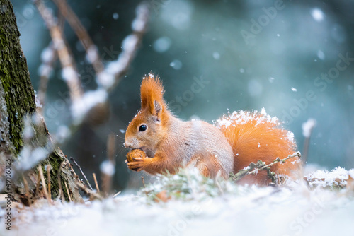 European squirrel in winter on feeder