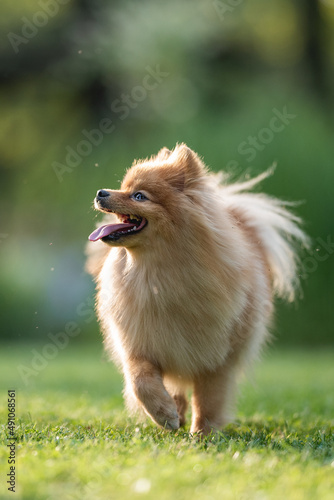 Cute fluffy pomeranian dog posing in spring park