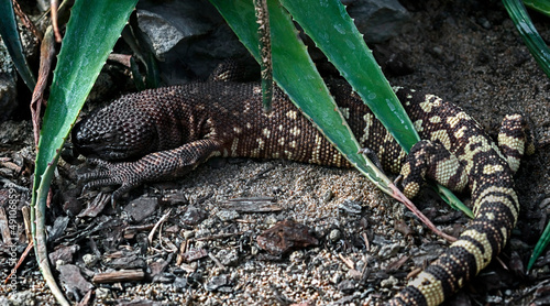 Mexican beaded lizard on the ground. Latin name - Heloderma horridum photo