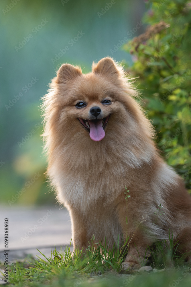 Close-up portrait of a cute fluffy and smiling pomeranian dog. Close-up portrait of a cute fluffy and smiling pomeranian dog.