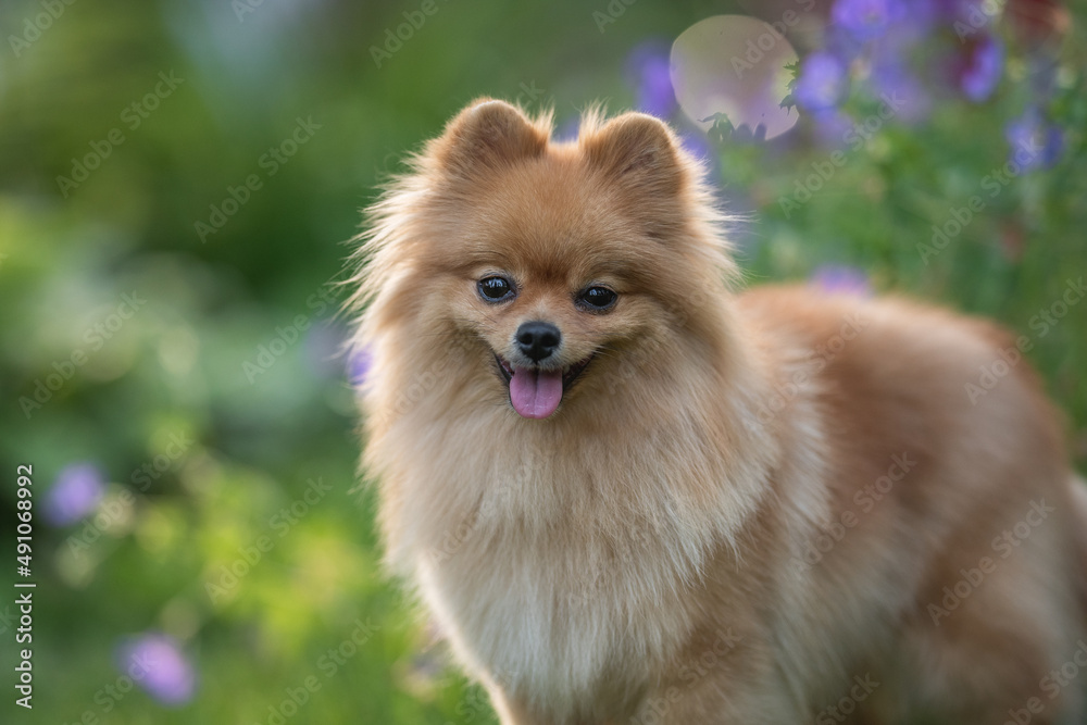 Close-up portrait of a cute fluffy and smiling pomeranian dog. Close-up portrait of a cute fluffy and smiling pomeranian dog.