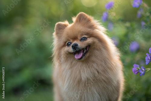 Close-up portrait of a cute fluffy and smiling pomeranian dog.