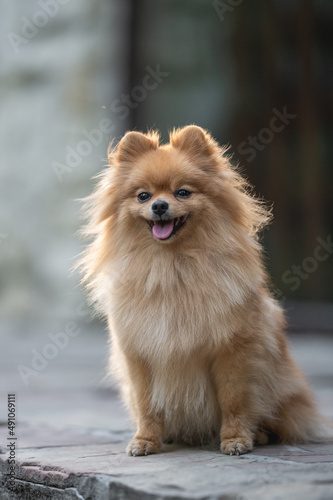 Cute fluffy pomeranian dog posing in spring park