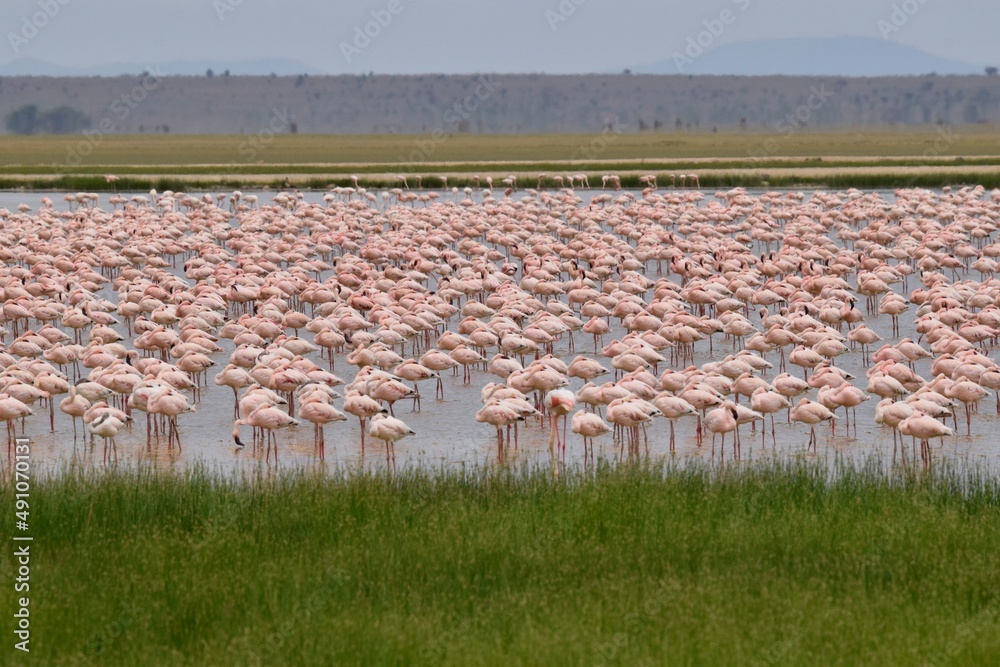 Naklejka premium flamingos in the lake