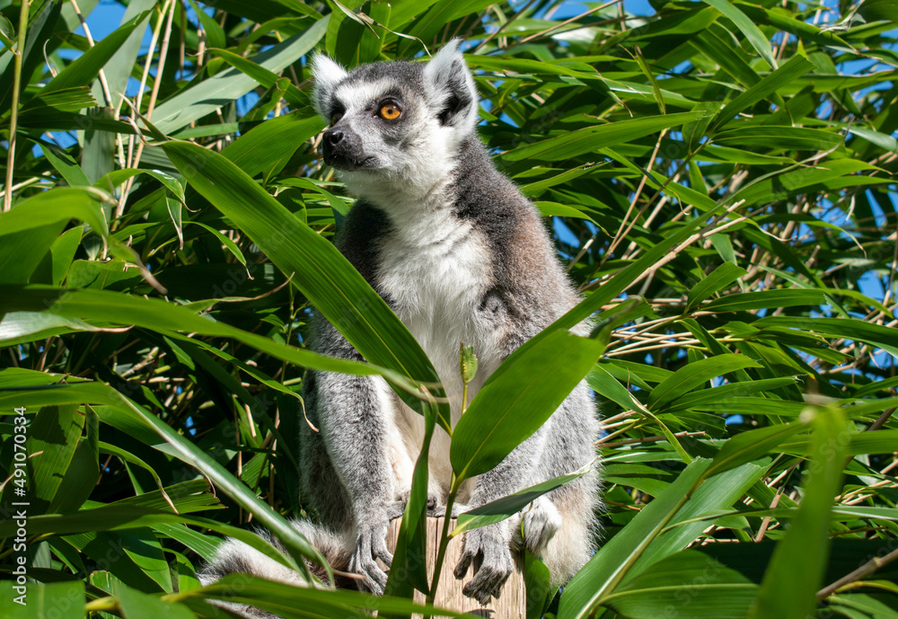 Obraz premium Maki sitting in tree