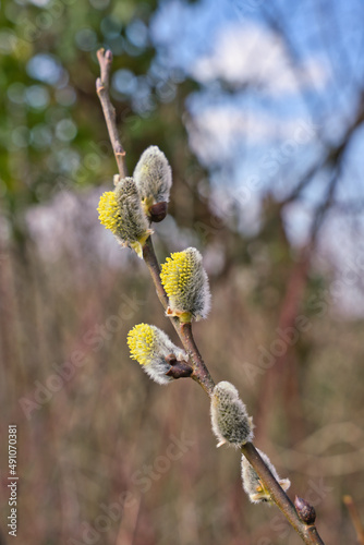 beautiful Willow Catkins branch in Early Spring photo