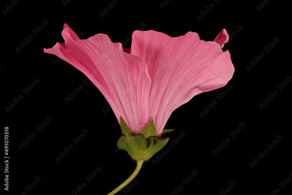 Fototapeta premium Royal Mallow (Malva trimestris). Flower Closeup