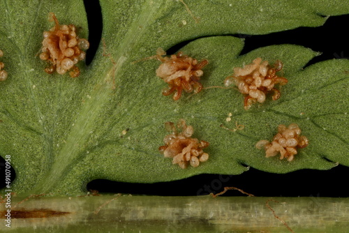 Northern Buckler-Fern (Dryopteris expansa). Indusiate Sori Closeup photo