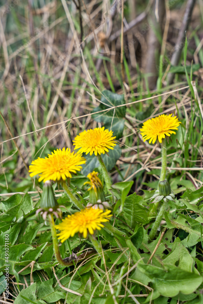 flowering yellow dandelion plants in spring time flowering yellow dandelion plants in spring time