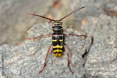 Macro photo of a long horn beetle - Plagionotus detritus. Beetle on oak bark. © Tomasz